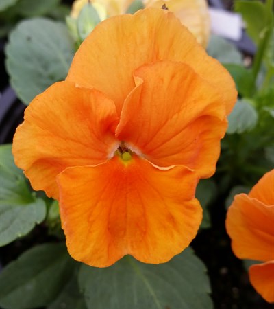 Pansy Delta™ Premium Pure Orange